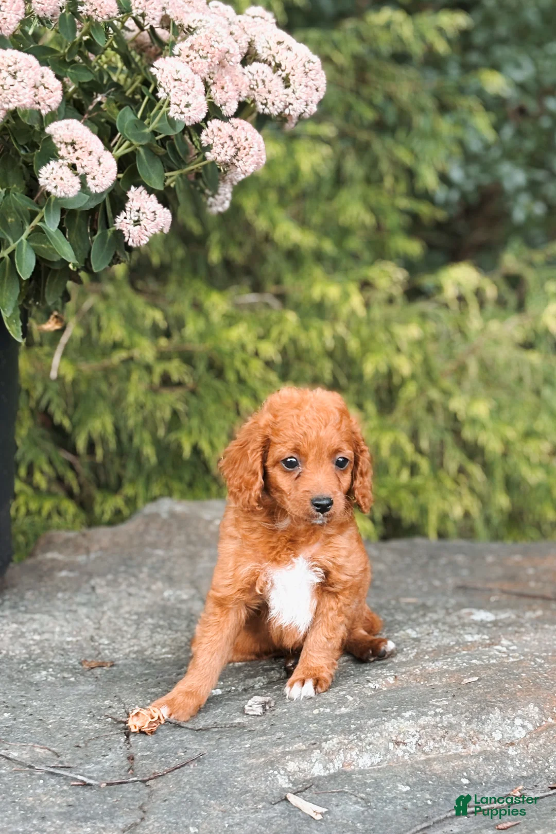 Cavapoo dogs for sale: Daisy - Ad 3