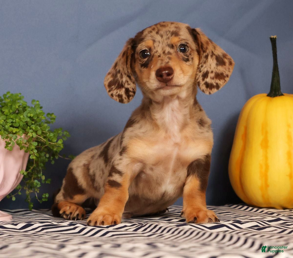 Miniature Dachshund dogs Jakey - Ad 2