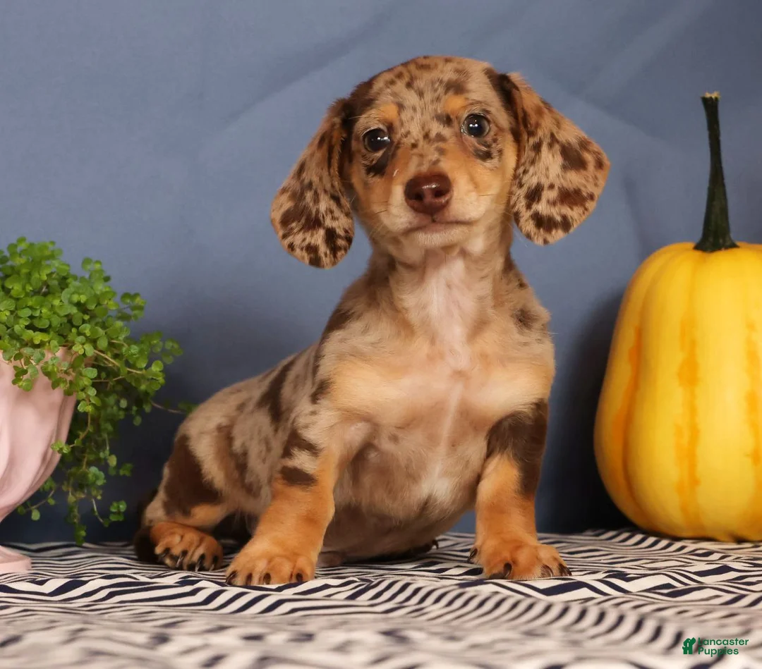 Miniature Dachshund dogs for sale: Jakey - Ad 2