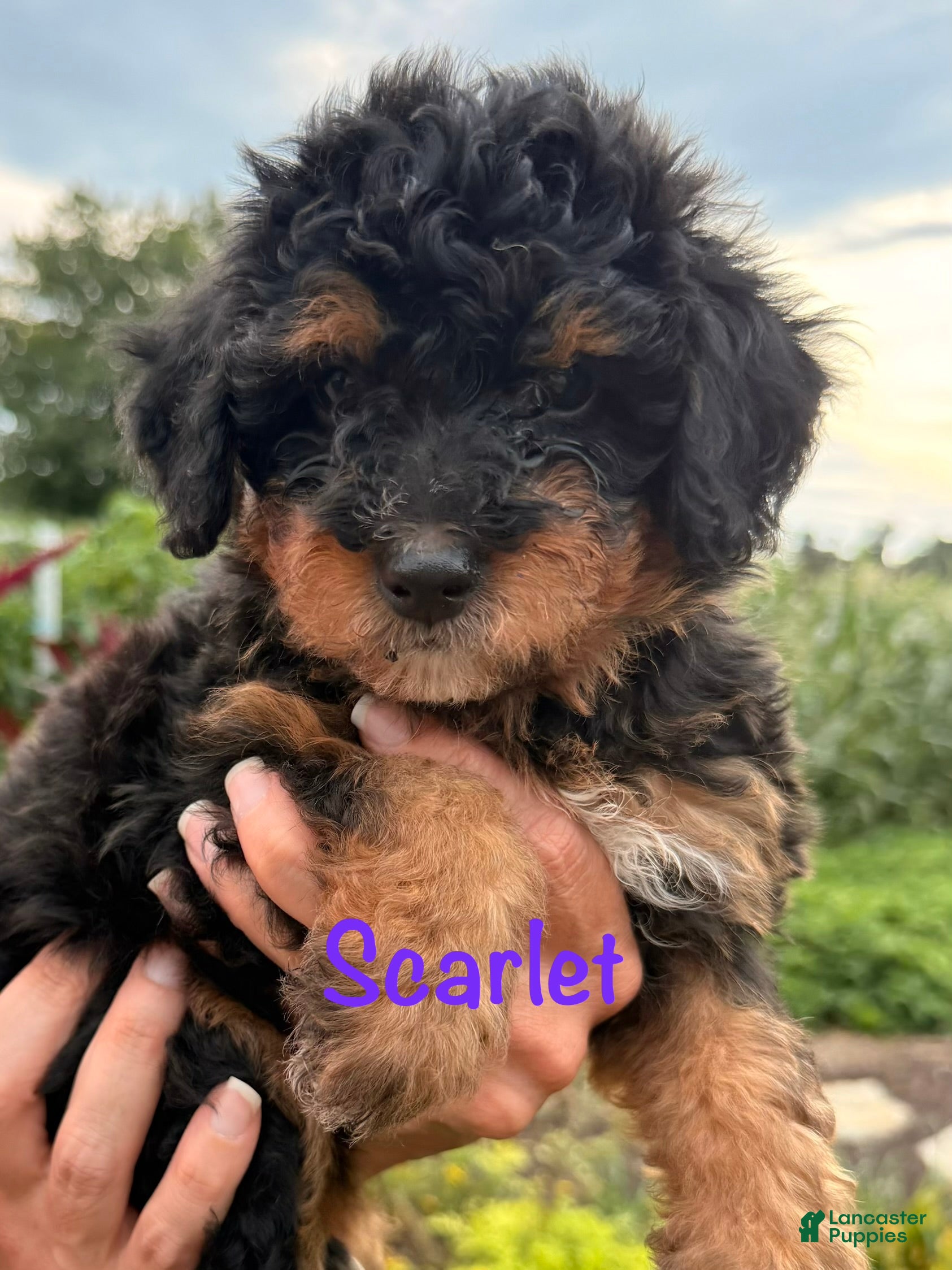 Bernedoodle dogs Scarlet - Ad 2