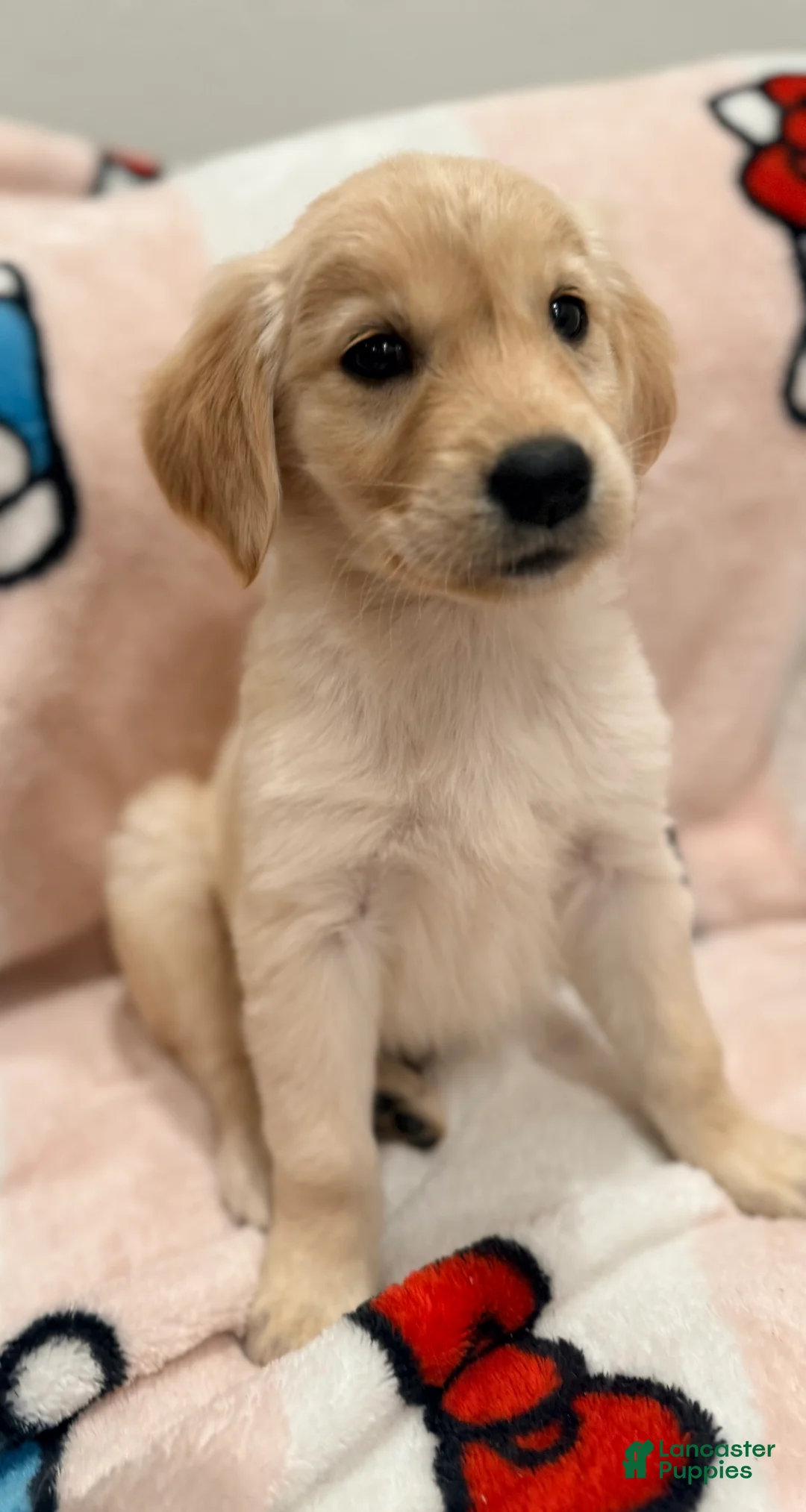 Golden Retriever dogs for sale: Golden Retriever Puppy 3 - Ad 2