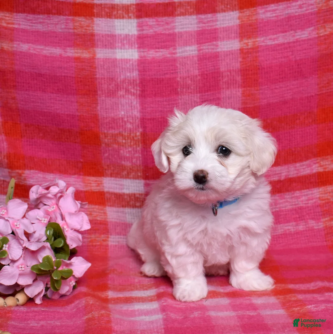 Coton De Tulear dogs for sale: Belle  - Ad 7
