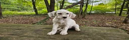 English Setter dogs for sale: Milton - Ad 6