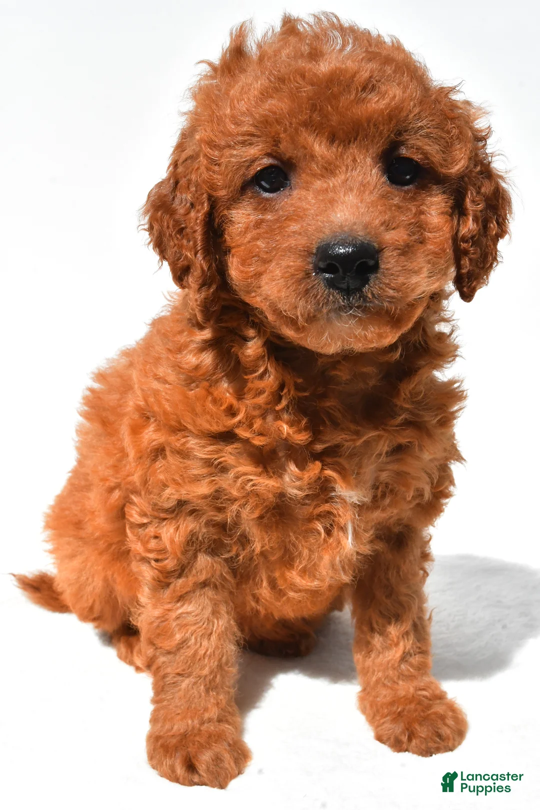 Mini Goldendoodle dogs for sale: Fawn  - Ad 2