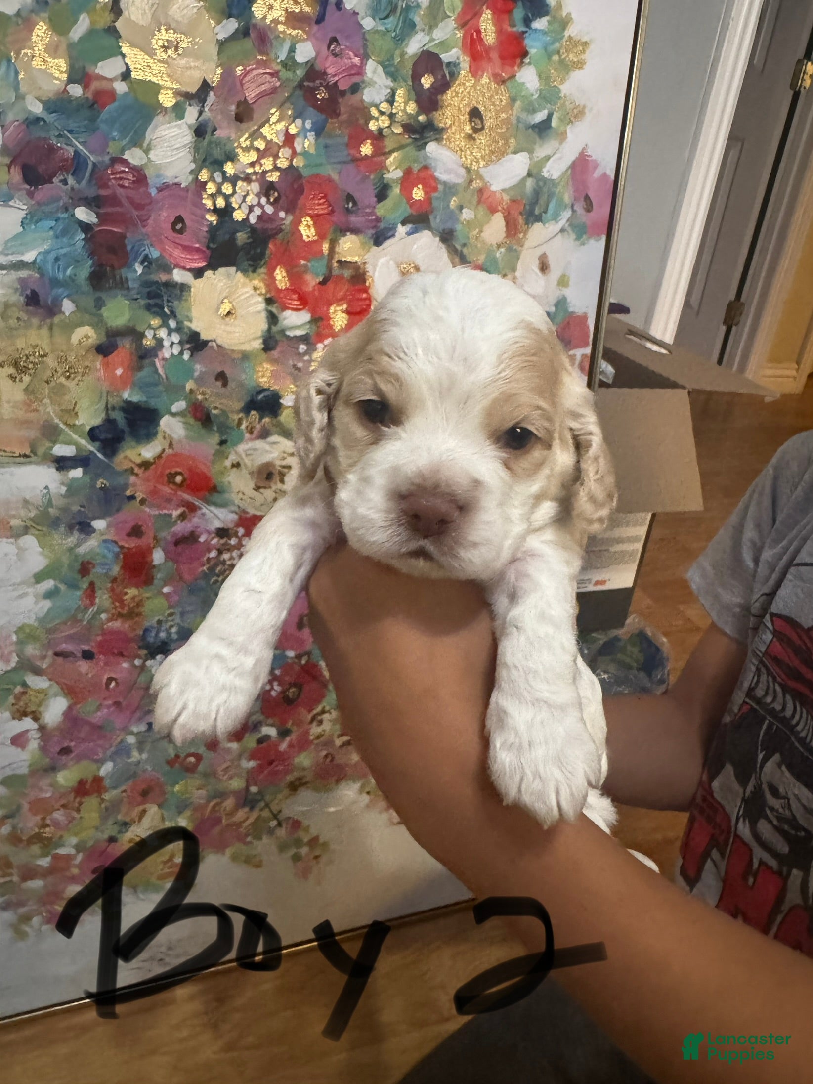 Cocker Spaniel dogs Cocker Spaniel 2 - Ad 1
