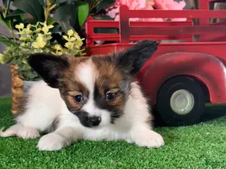 Papillon dogs Riann - Ad 14