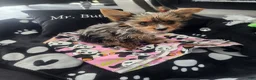 Yorkshire Terrier dogs for sale: Muscles - Ad 3