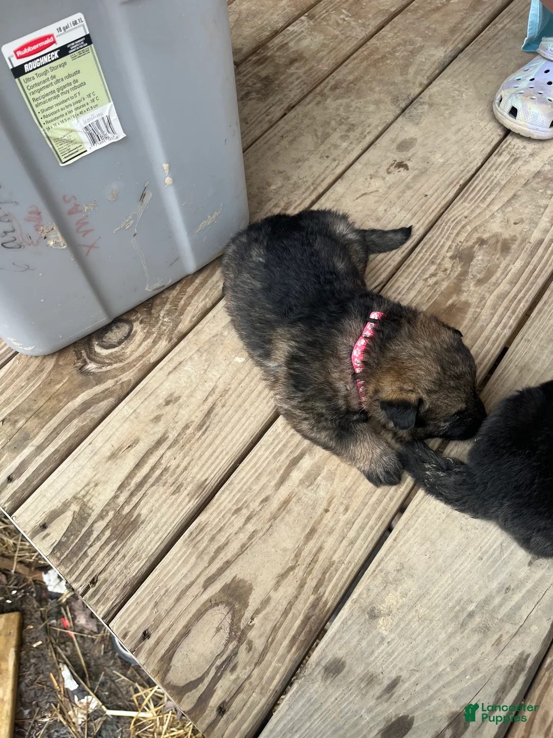 German Shepherd dogs for sale: German Shepherd Puppy 6 - Ad 1