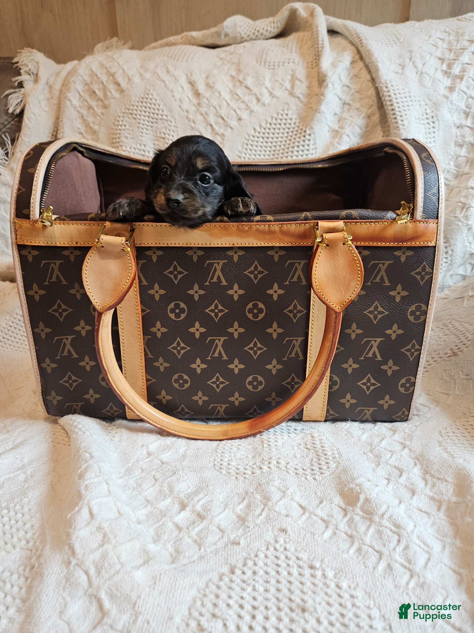 Miniature Dachshund dogs Elsa - Ad 40