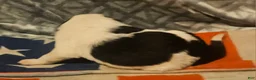 Border Collie dogs for sale: Halley - Ad 8