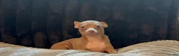 Chihuahua dogs for sale: Mr hazel  - Ad 5