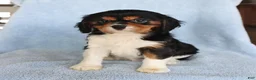 Cavalier King Charles Spaniel dogs for sale: Charlie - Ad 3