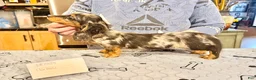 Miniature Dachshund dogs for sale: Polish/Russian Dapple AKC - Ad 5