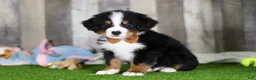 Bernese Mountain Dog dogs for sale: Chance - Ad 4
