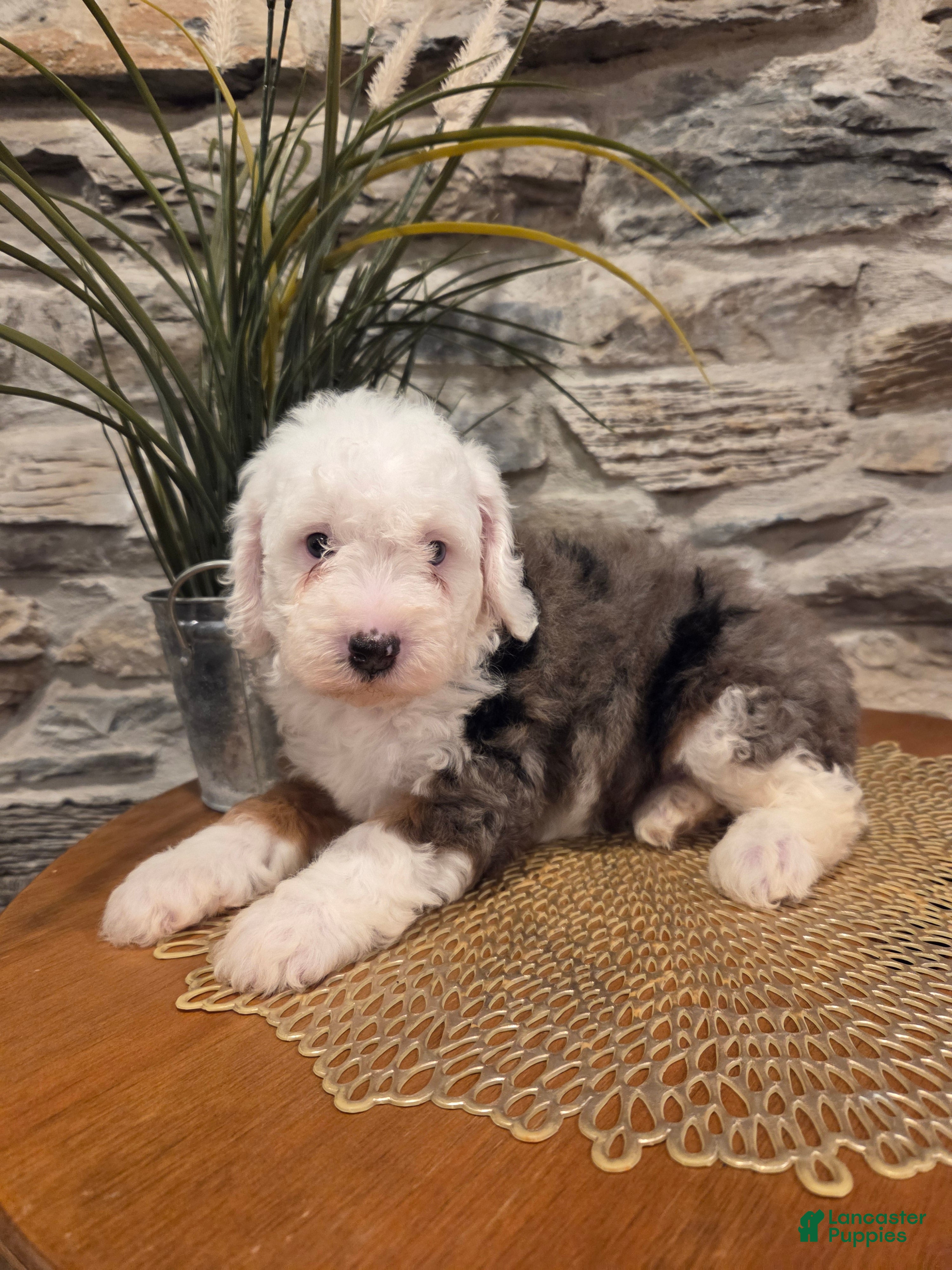 Mini Bernedoodle dogs ESME - FEMALE Mini Bernedoodle 4 - Ad 2