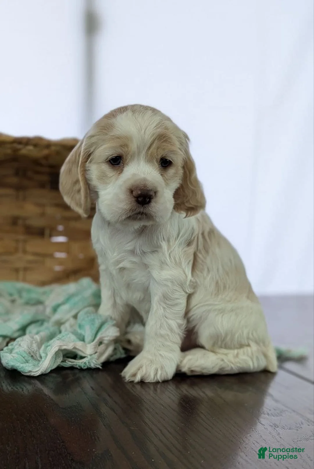 Cocker Spaniel dogs for sale: Cocker Spaniel Puppy 2 - Ad 5