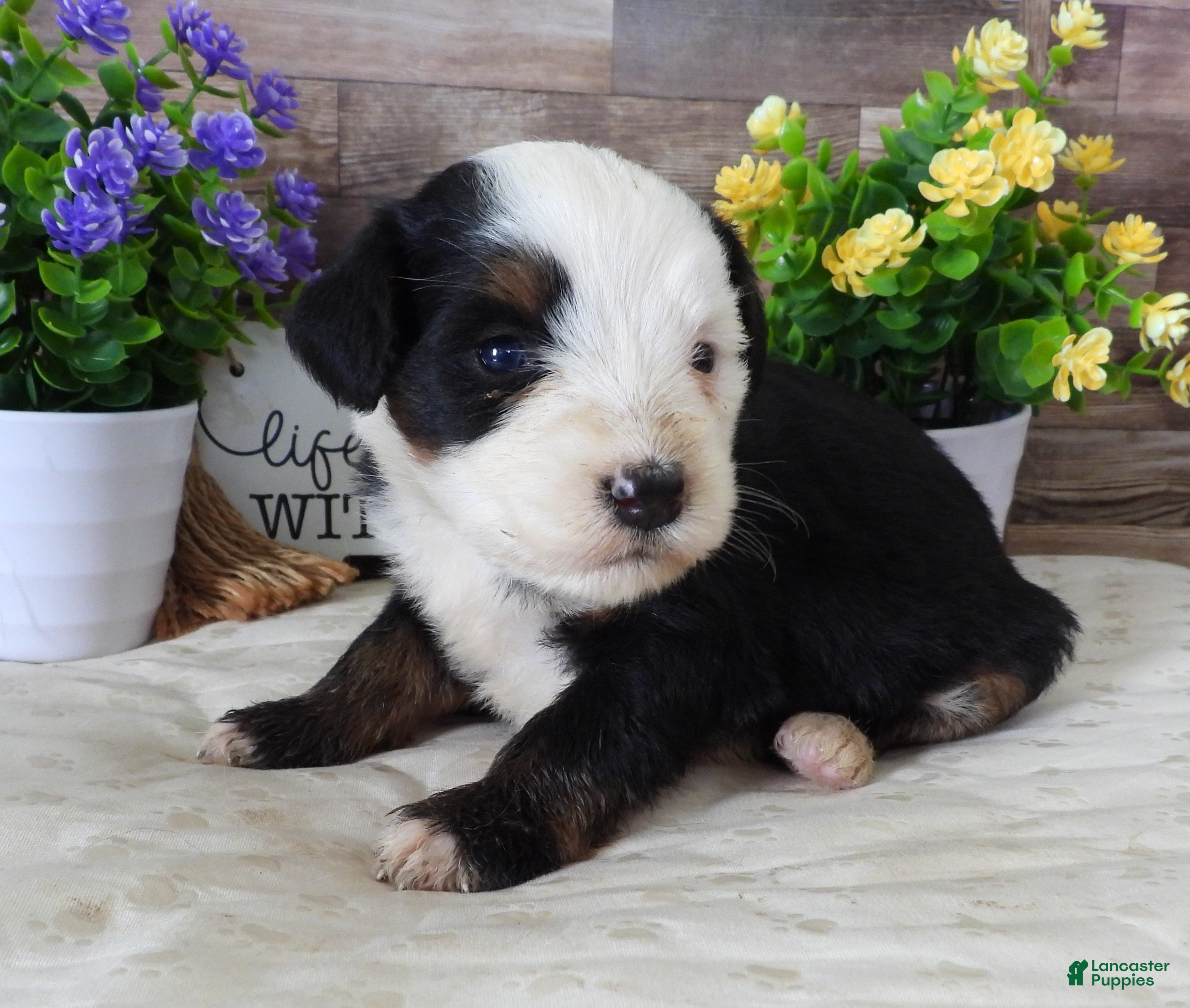 Mini Bernedoodle dogs #1 Female (Splash's) - Ad 29