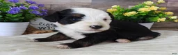 Mini Bernedoodle dogs for sale: #1 Female (Splash's) - Ad 3