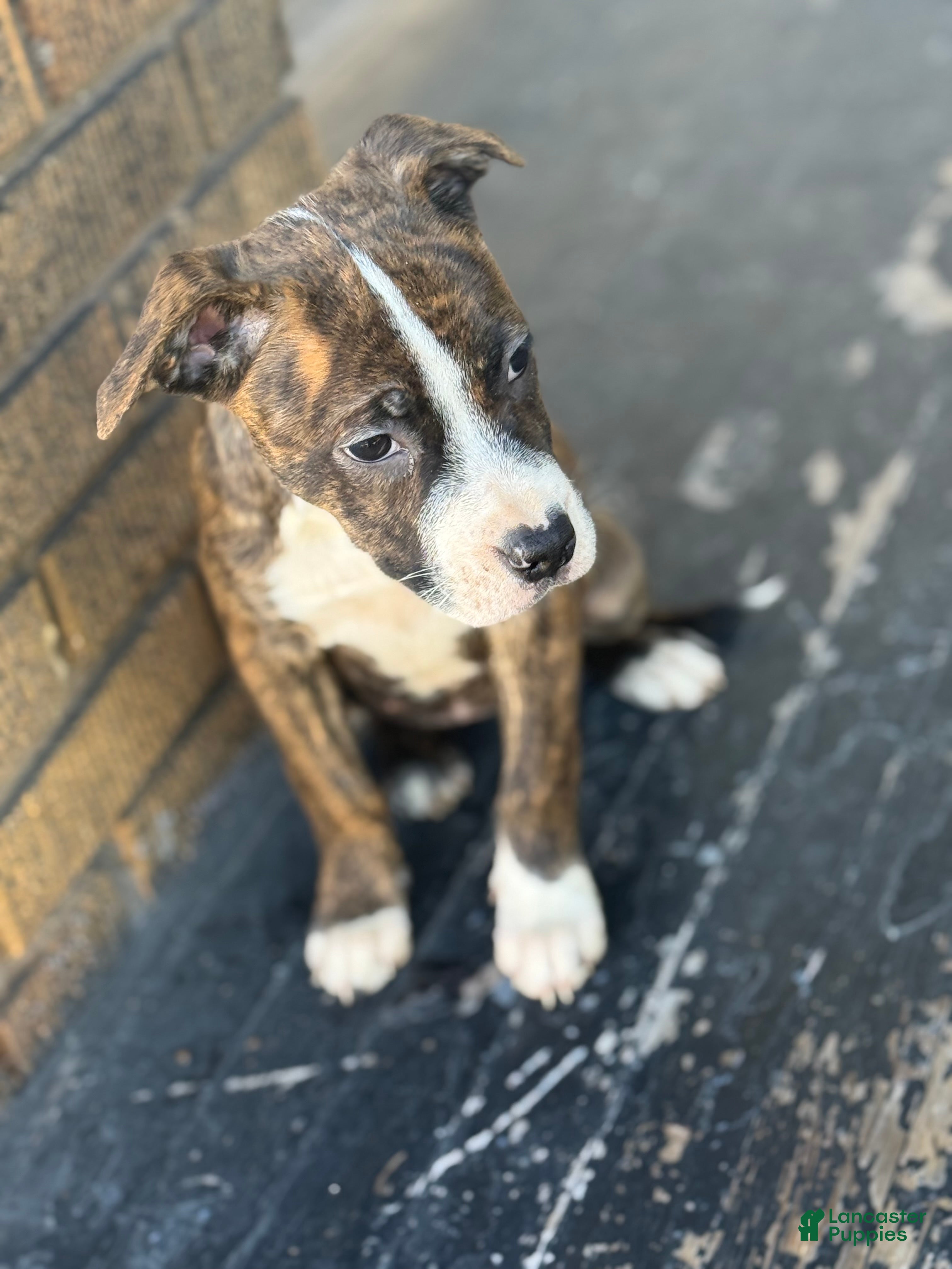 American Pit Bull Terrier dogs Tt  - Ad 8