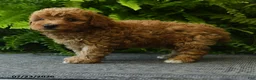 Miniature Poodle dogs for sale: Waffle - Ad 5