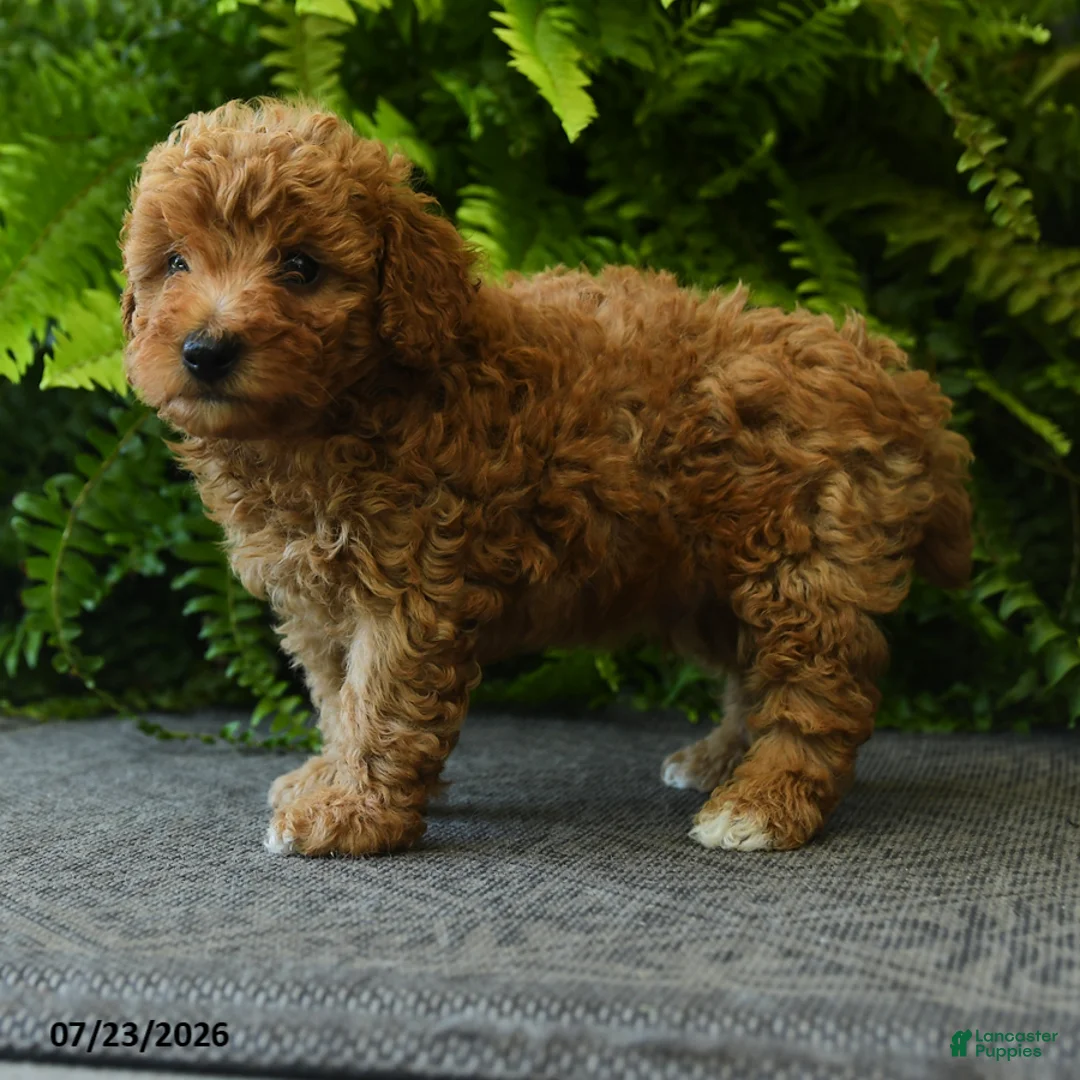 Miniature Poodle dogs for sale: Waffle - Ad 5
