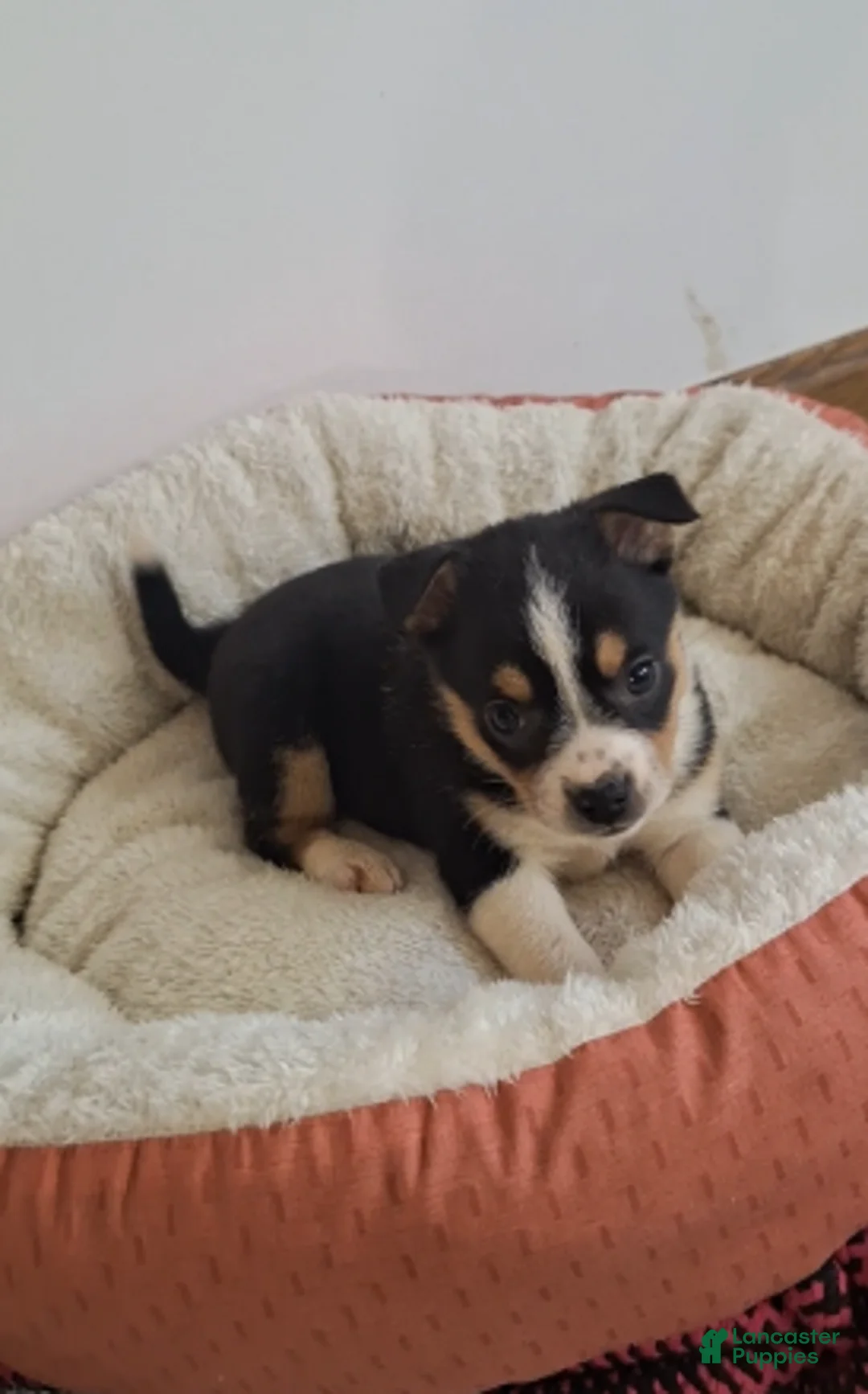 Pomchi dogs for sale: Tippy - Ad 3