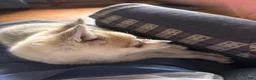 Alaskan Klee Kai dogs for sale: Alaskan Klee Kai 2 - Ad 4