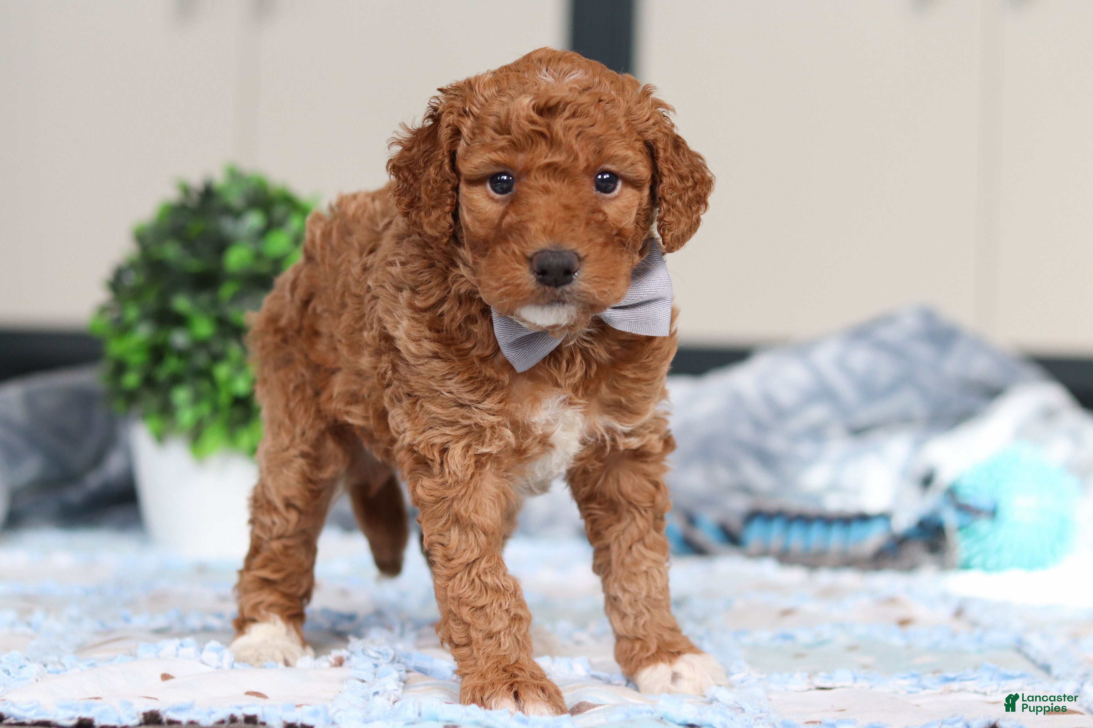 Goldendoodle dogs Oakley - Ad 2