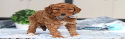 Goldendoodle dogs for sale: Oakley - Ad 2
