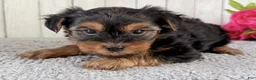 Yorkshire Terrier dogs for sale: Nova - Ad 4