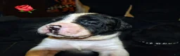 Presa Canario dogs for sale: Mr Neon  - Ad 74