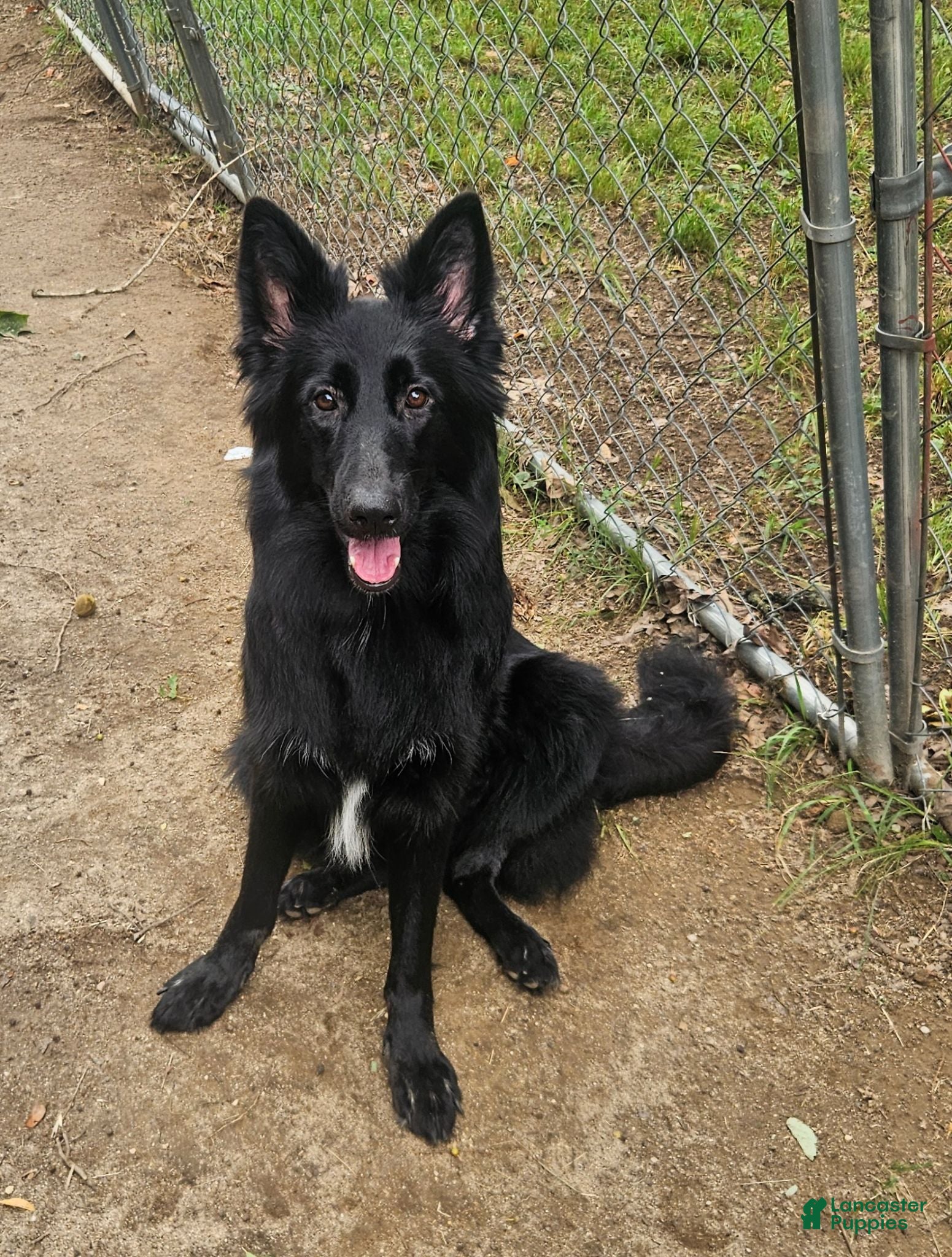 German Shepherd dogs German Shepherd 1 - Ad 31