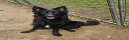 German Shepherd dogs for sale: German Shepherd 1 - Ad 1