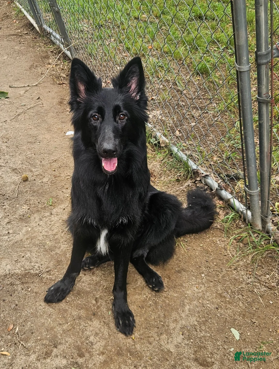 German Shepherd dogs for sale: German Shepherd 1 - Ad 1