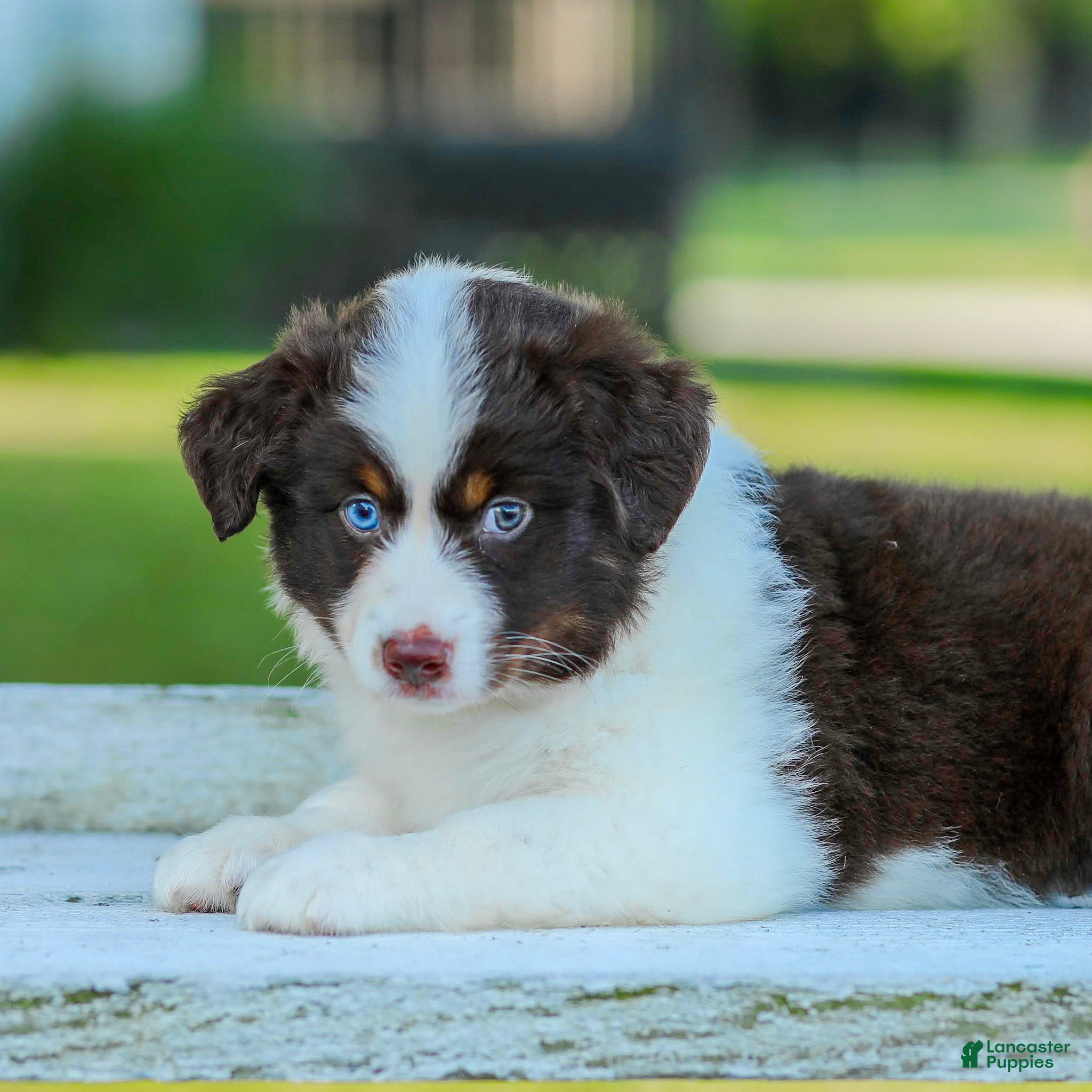 Miniature Australian Shepherd dogs Judo - Ad 1