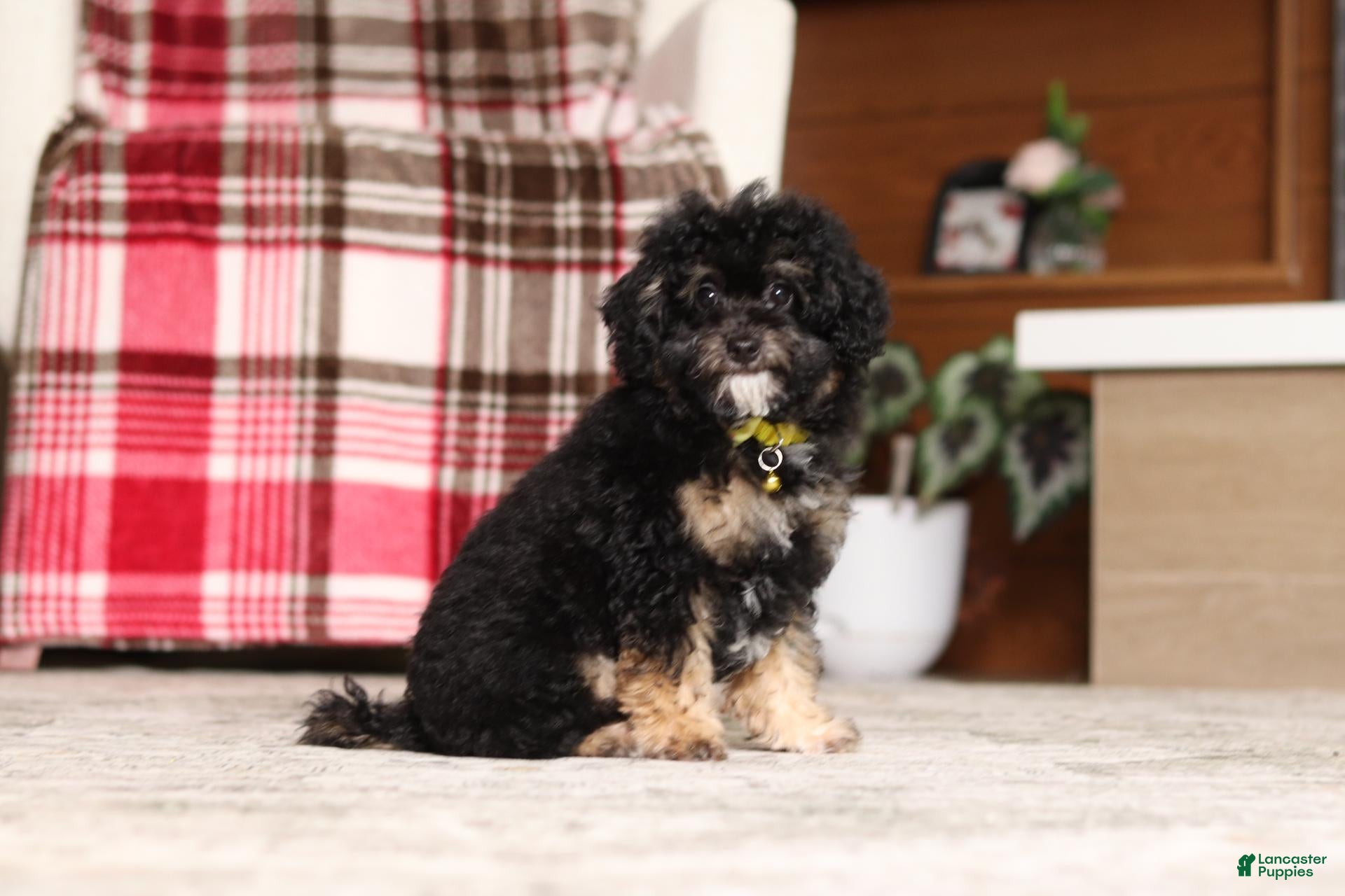 Miniature Poodle dogs Axel - Ad 1