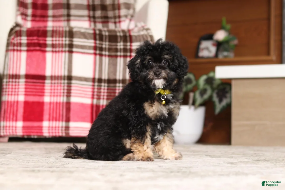 Miniature Poodle dogs for sale: Axel - Ad 1