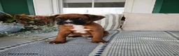Boxer dogs for sale: Dreamer - Ad 5