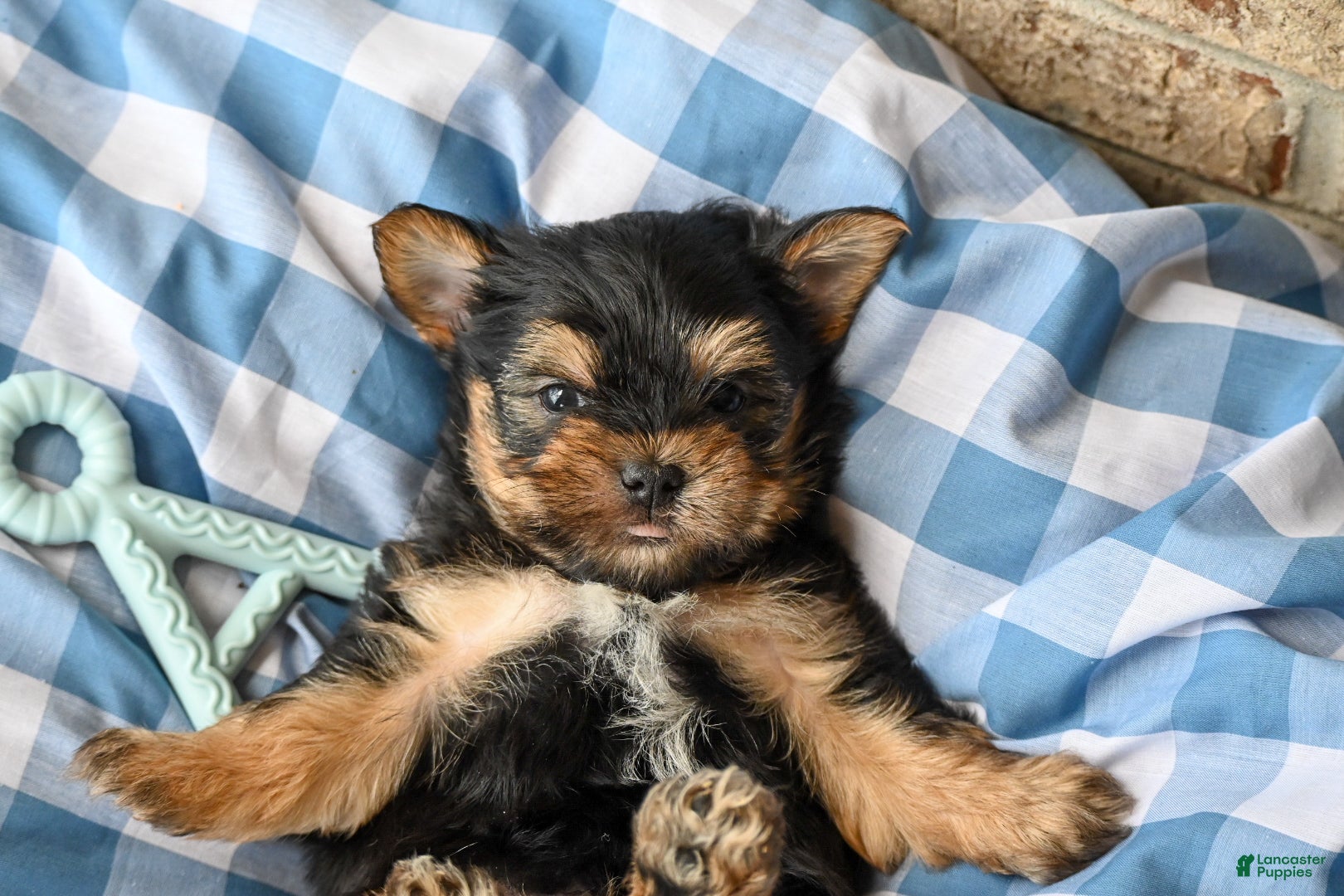Morkie dogs Clint - Ad 2