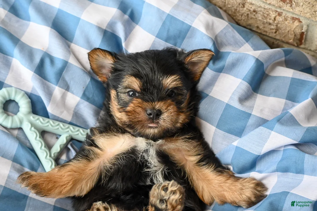 Morkie dogs for sale: Clint - Ad 2