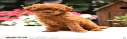 Havapoo dogs for sale: Shelby - Ad 3