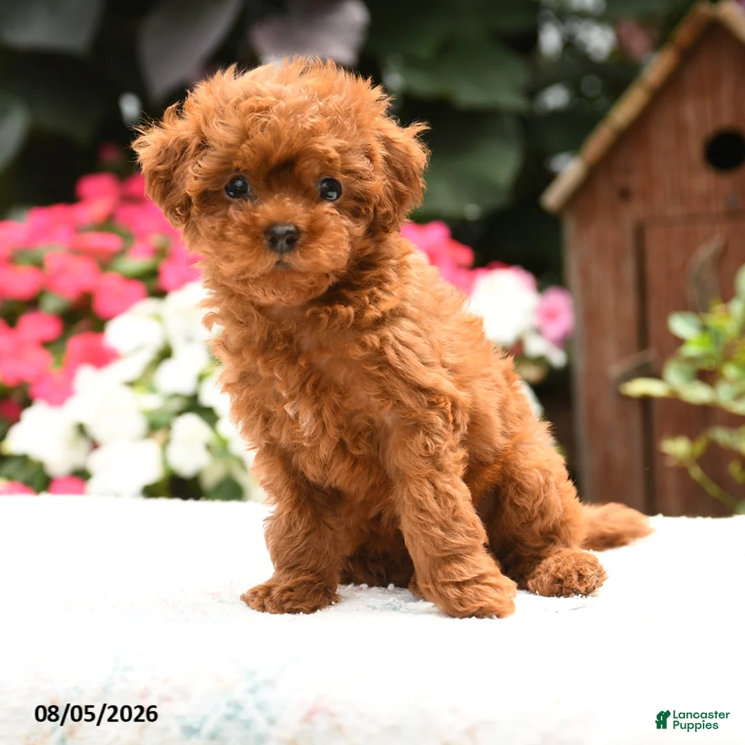 Havapoo dogs for sale: Shelby - Ad 3