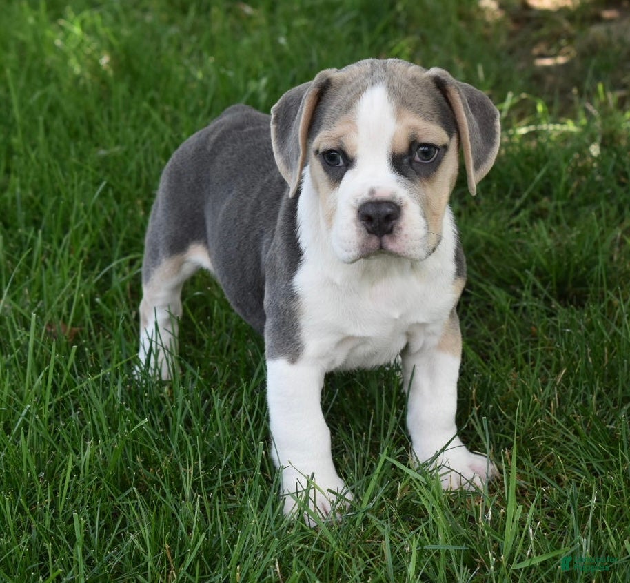 Beabull dogs Tessa  - Ad 1