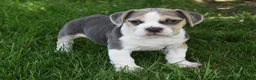 Beabull dogs for sale: Tessa  - Ad 1