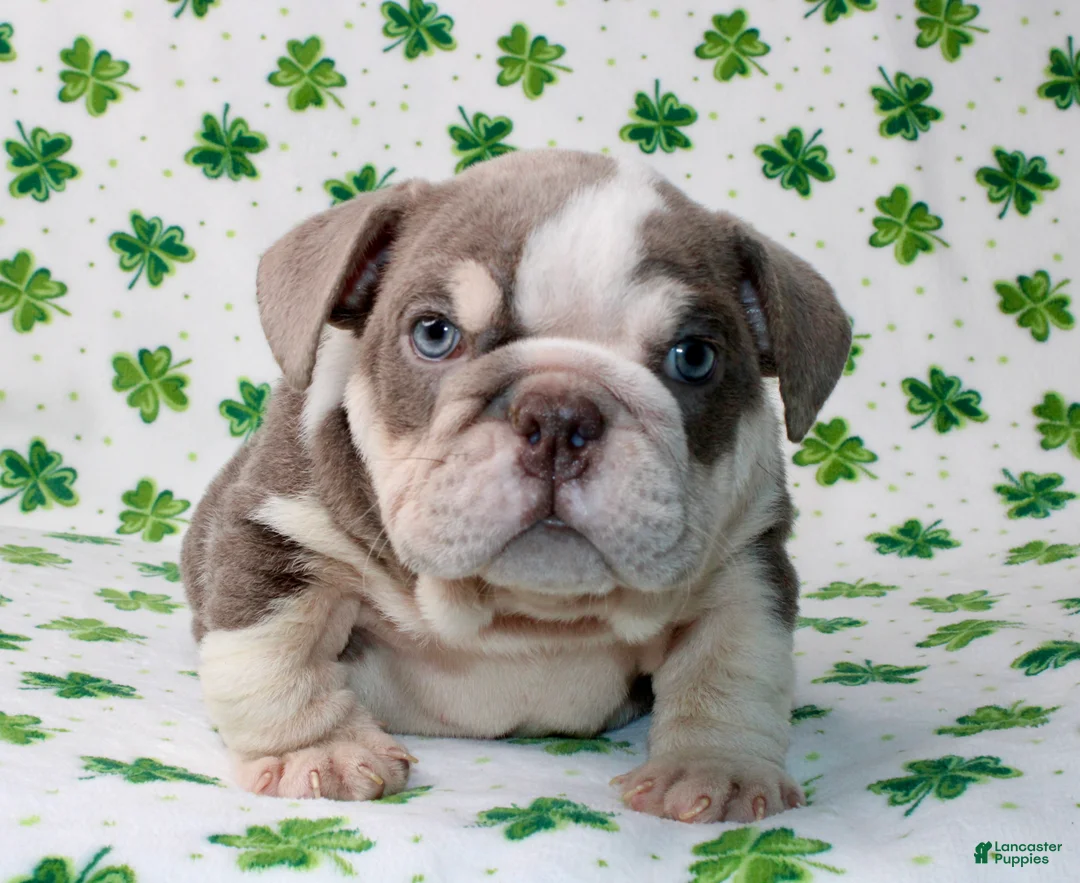 English Bulldog dogs for sale: Lucy - Ad 2