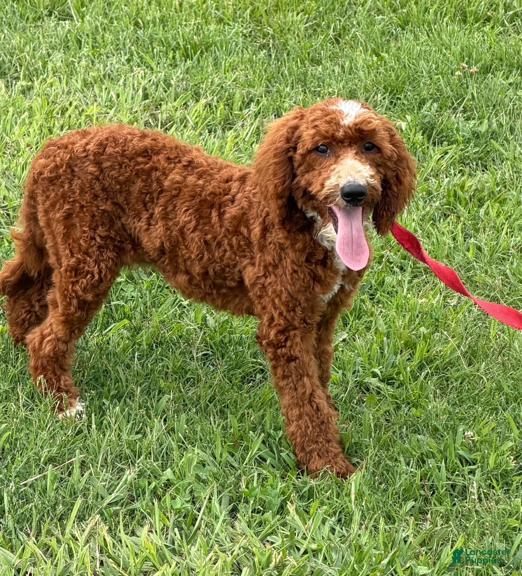Labradoodle dogs Casanova - Ad 35