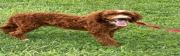 Labradoodle dogs for sale: Casanova - Ad 1