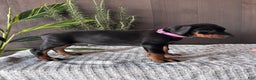 Doberman Pinscher dogs for sale: Doberman Pinscher Puppy 1 - Ad 3