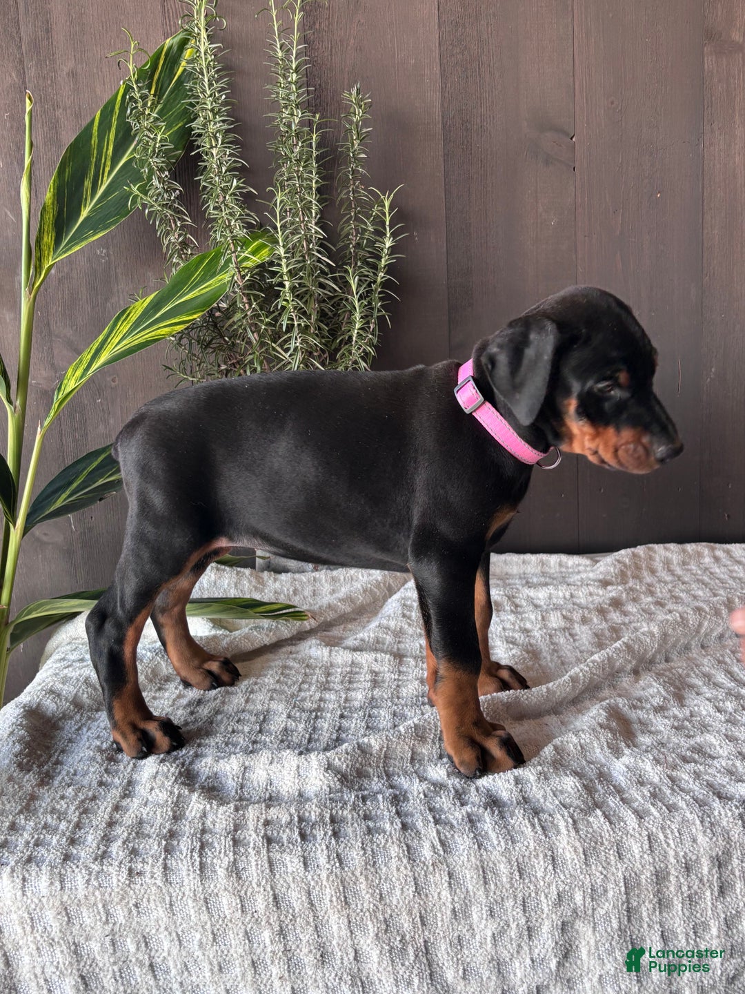 Doberman Pinscher dogs for sale: Doberman Pinscher Puppy 1 - Ad 3