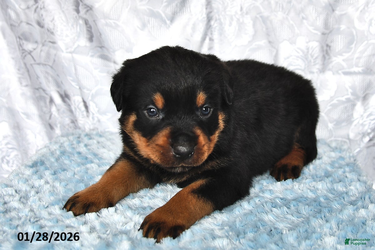 Rottweiler dogs Dusty - Ad 20